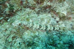 IMG_2124-.Medium