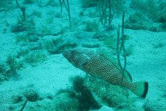 IMG_2128-.Medium