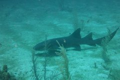 IMG_2132-.Medium