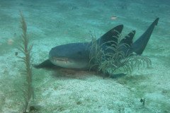 IMG_2135-.Medium