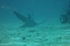 IMG_2137-.Medium