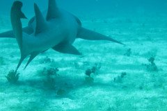IMG_2138-.Medium