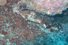 IMG_2142-.Medium
