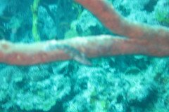 IMG_2146-.Medium