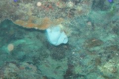 IMG_2150-.Medium