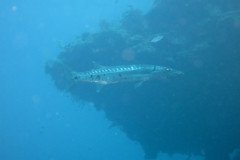 IMG_2151-.Medium