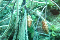 IMG_2152-.Medium