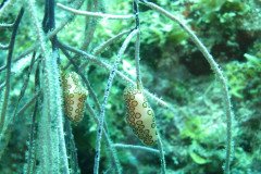 IMG_2153-.Medium