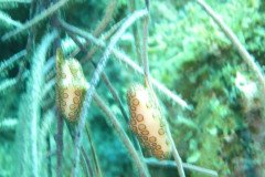 IMG_2155-.Medium