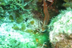 IMG_2156-.Medium