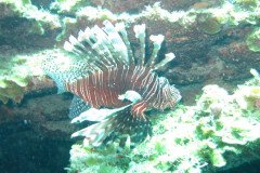 IMG_2157-.Medium