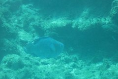 IMG_2158-.Medium