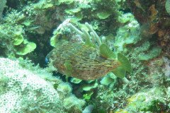 IMG_2161-.Medium