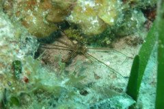 IMG_2162-.Medium