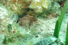 IMG_2163-.Medium