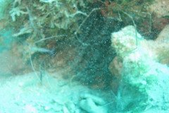 IMG_2164-.Medium