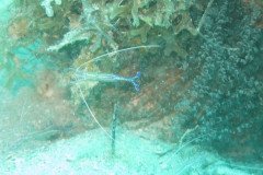 IMG_2165-.Medium