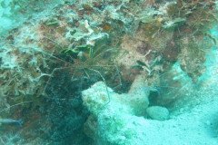 IMG_2166-.Medium