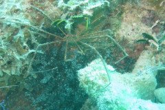 IMG_2167-.Medium