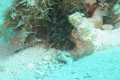 IMG_2170-.Medium