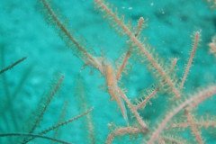 IMG_2172-.Medium