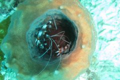 IMG_2174-.Medium