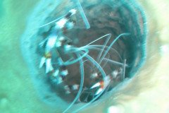 IMG_2175-.Medium