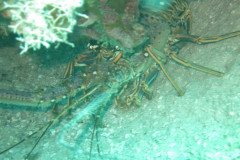 IMG_2176-.Medium