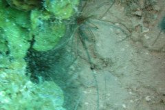 IMG_2178-.Medium