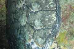 IMG_2190-.Medium