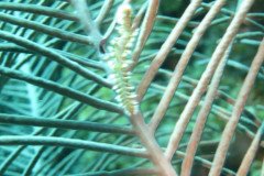 IMG_2193-.Medium