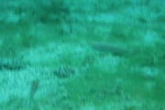 IMG_2203-.Medium