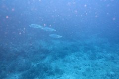IMG_2205-.Medium