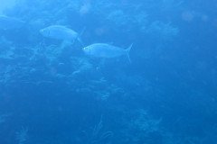 IMG_2206-.Medium