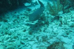 IMG_2207-.Medium