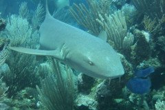 IMG_2210-.Medium