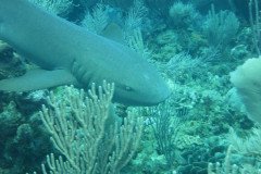 IMG_2212-.Medium