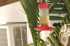 IMG_2229-.Medium