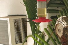 IMG_2236-.Medium