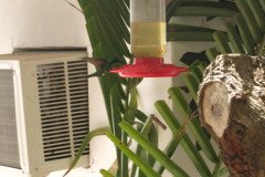 IMG_2237-.Medium