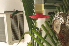 IMG_2240-.Medium