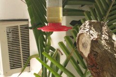 IMG_2243-.Medium