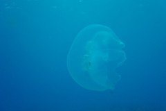 DSC00715-.Medium
