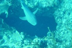 DSC00718-.Medium