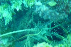 DSC00743-.Medium
