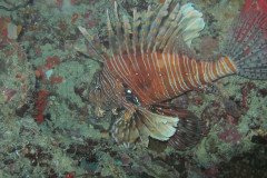 IMG_1743-.Medium