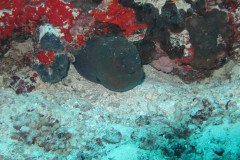 IMG_1754-.Medium