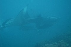 IMG_1765-.Medium