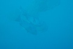 IMG_1781-.Medium