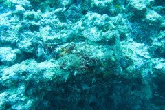 IMG_1782-.Medium